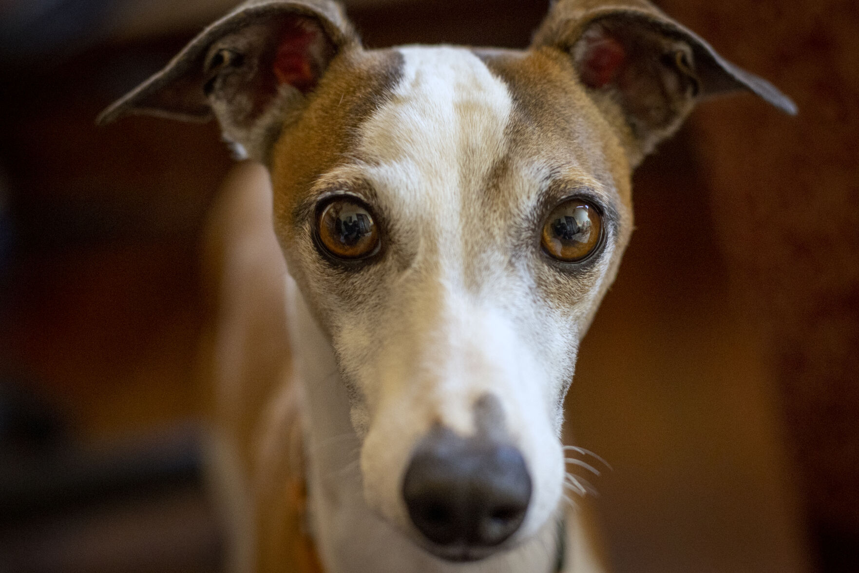 NO.dogs.nc.072722.1349.JPG